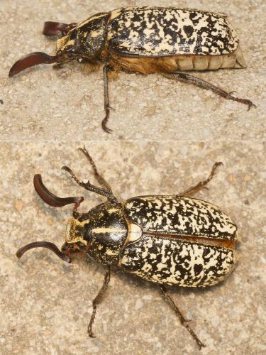 Polyphylla fullo